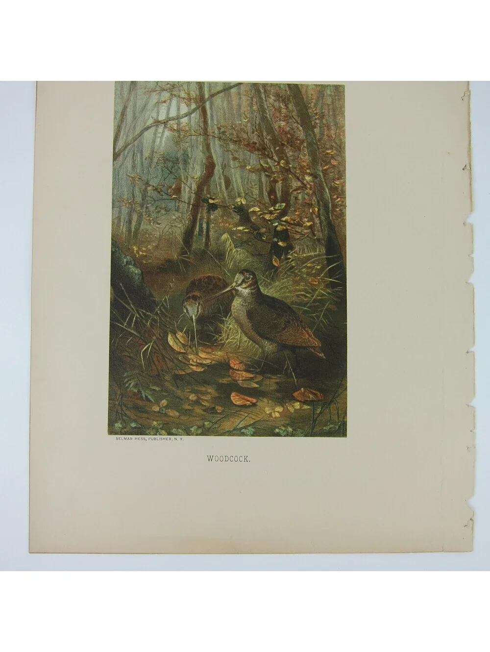 Antique 1898 Victorian Art Bird Print Lithograph Woodcock in Forest Louis Prang